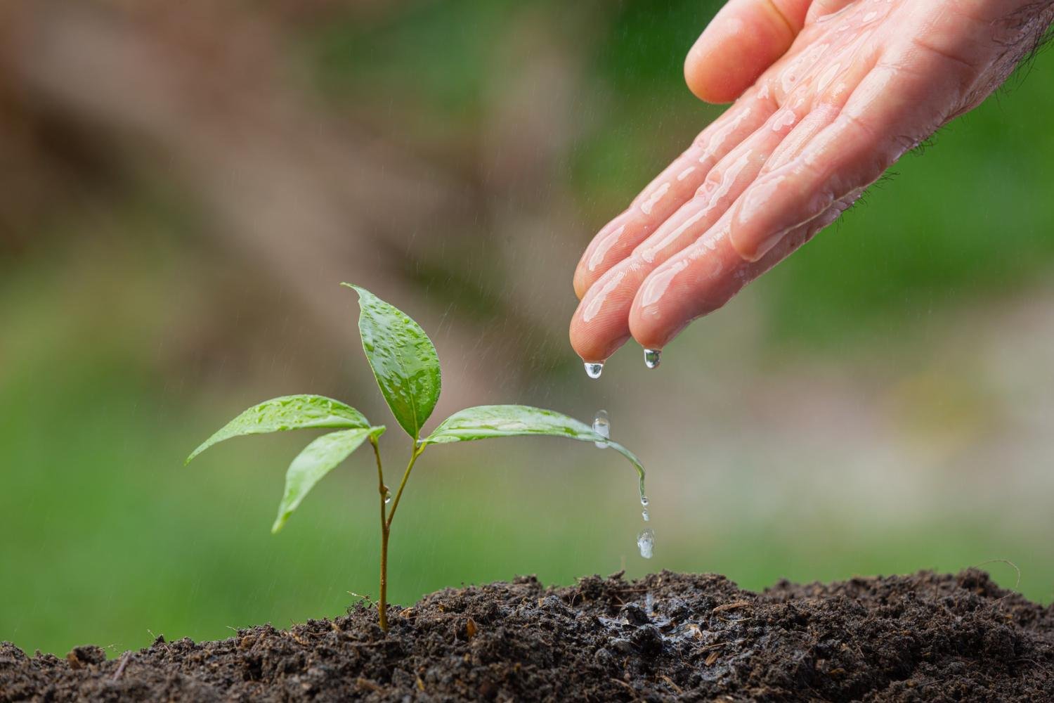 Seed, Faith, Partners, Seed Faith Partners